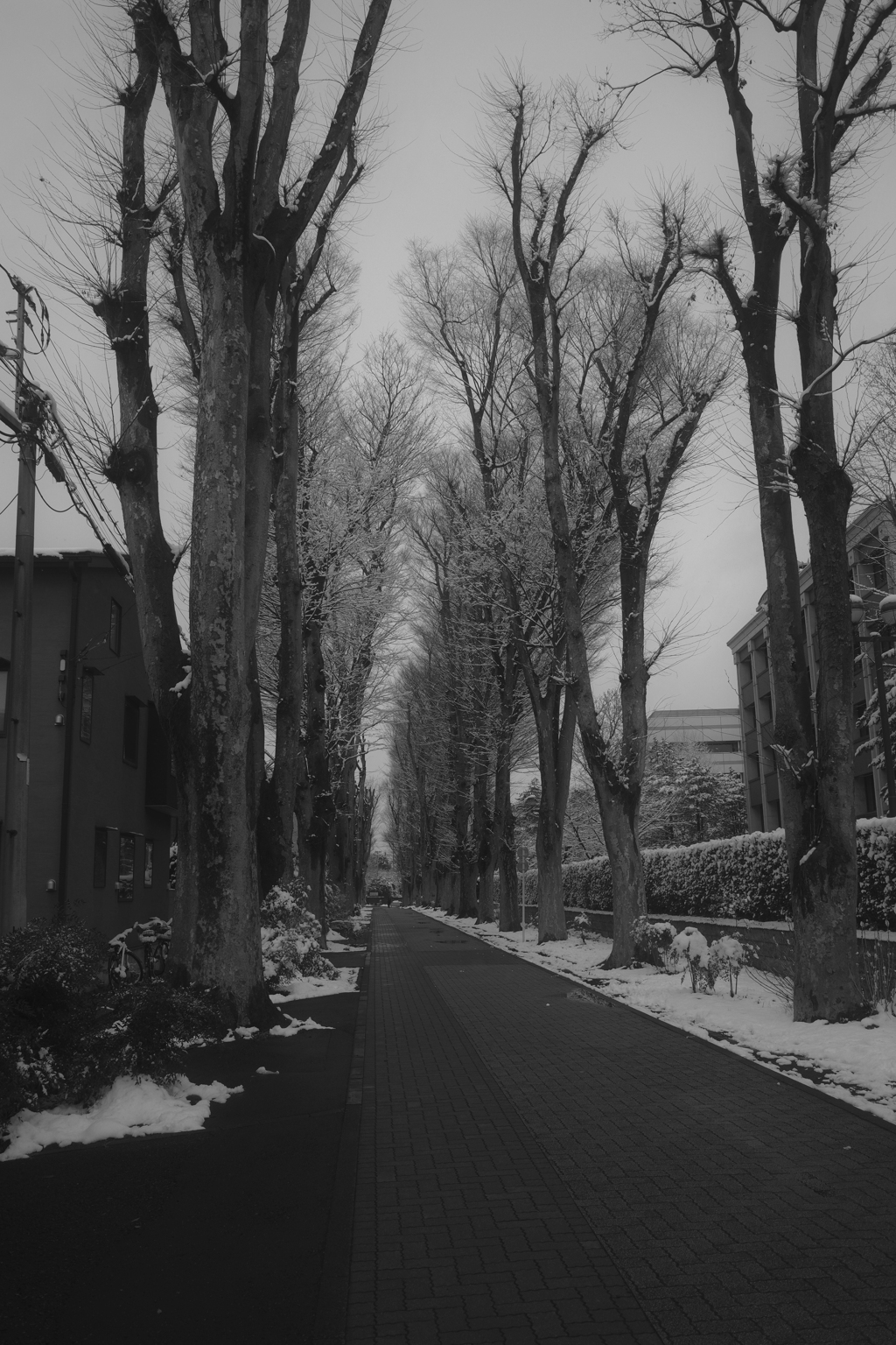 東京もうっすら雪化粧