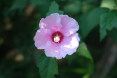 ムクゲの花、真夏に