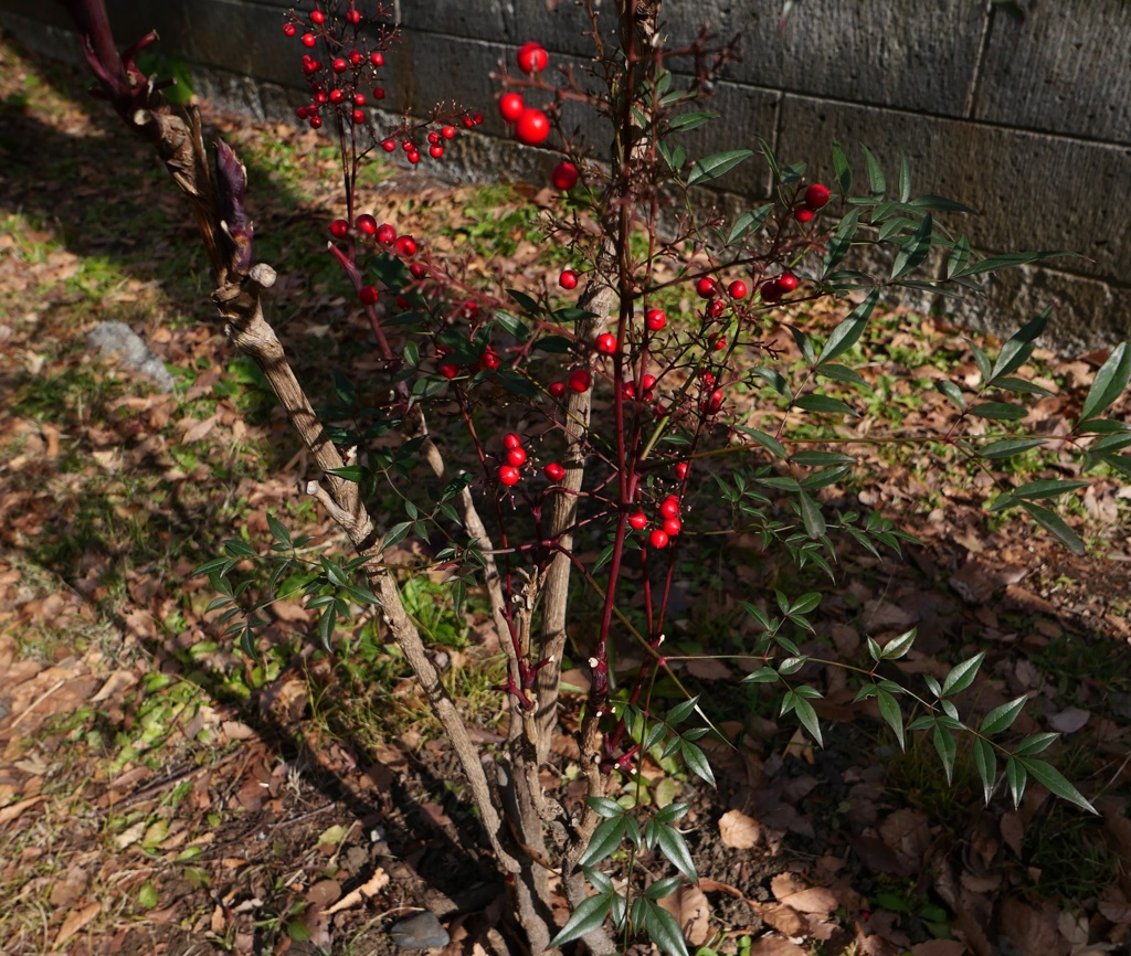 Receiving winter sunshine 