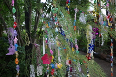 Preparing for "Tanabata festival "
