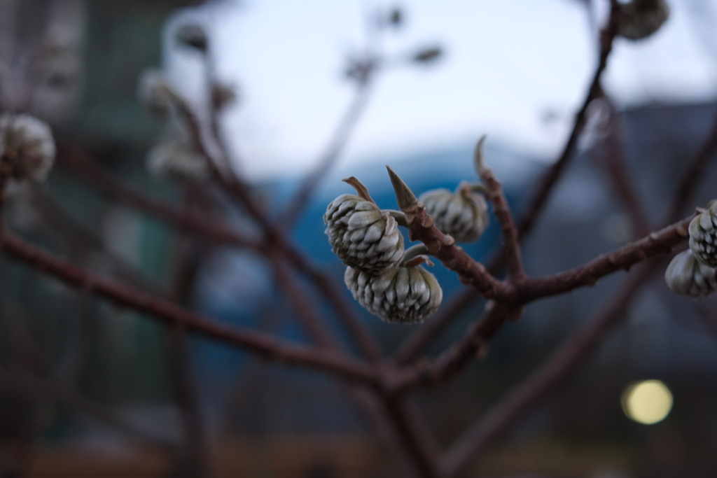 Oriental paper bush