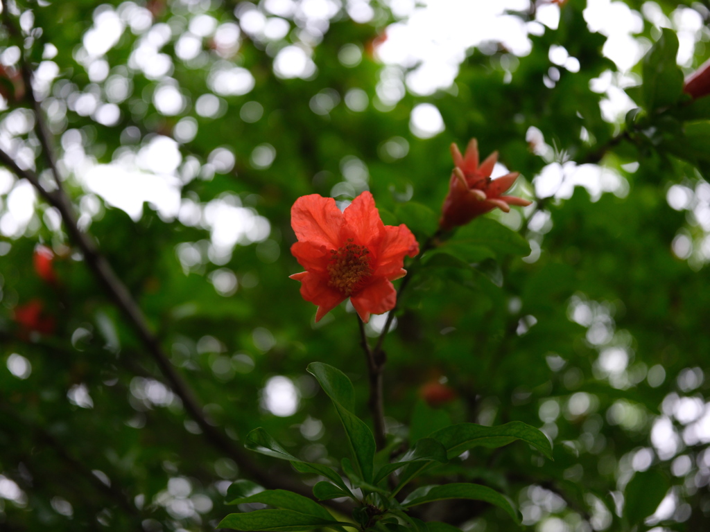 ザクロの花咲く五月