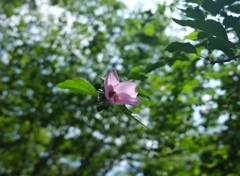 A rose of Sharon 