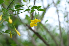 Yellow jasmine 