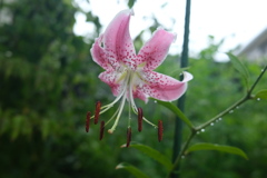 雨あがりのカノコユリ