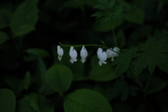 White in the dark 