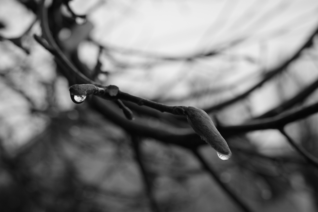 After the winter rain 
