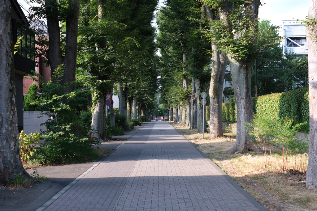 Zelkova trees of Seikei University 