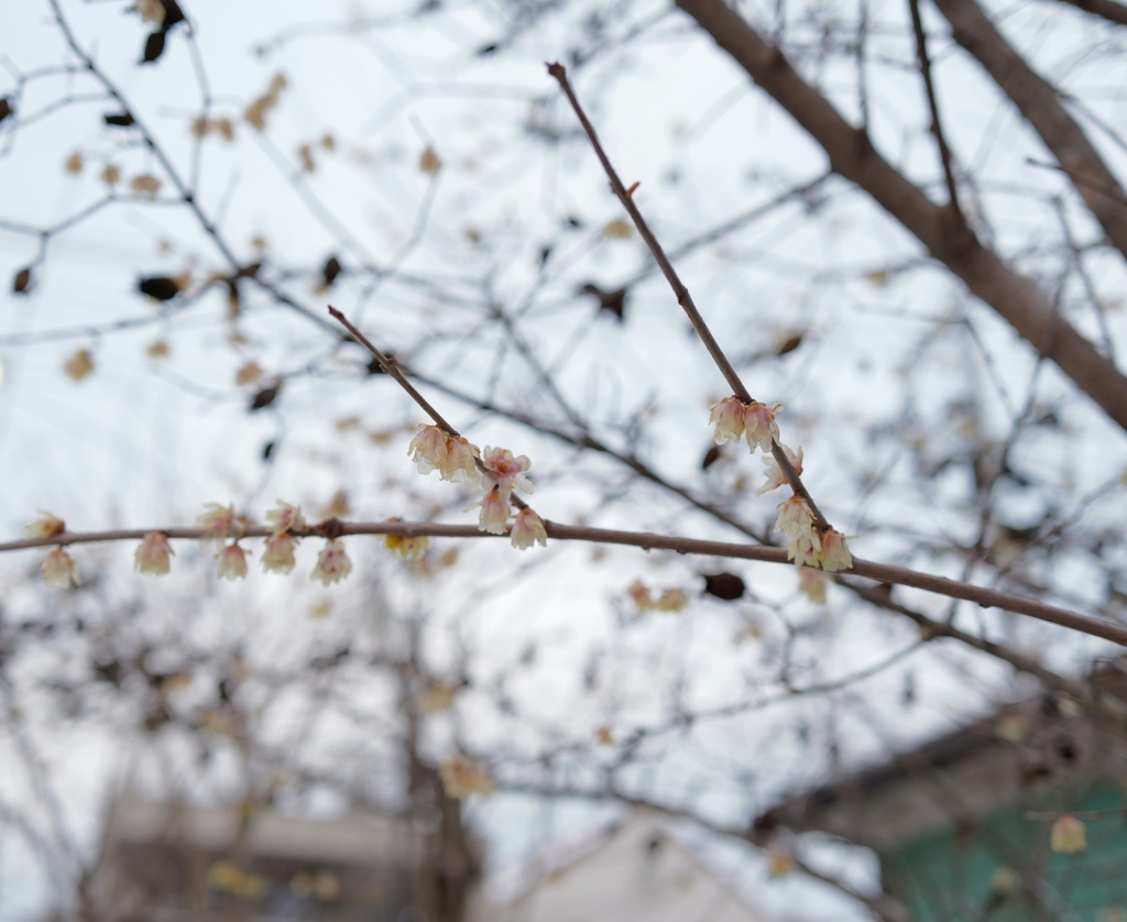 Wax plum blossom 