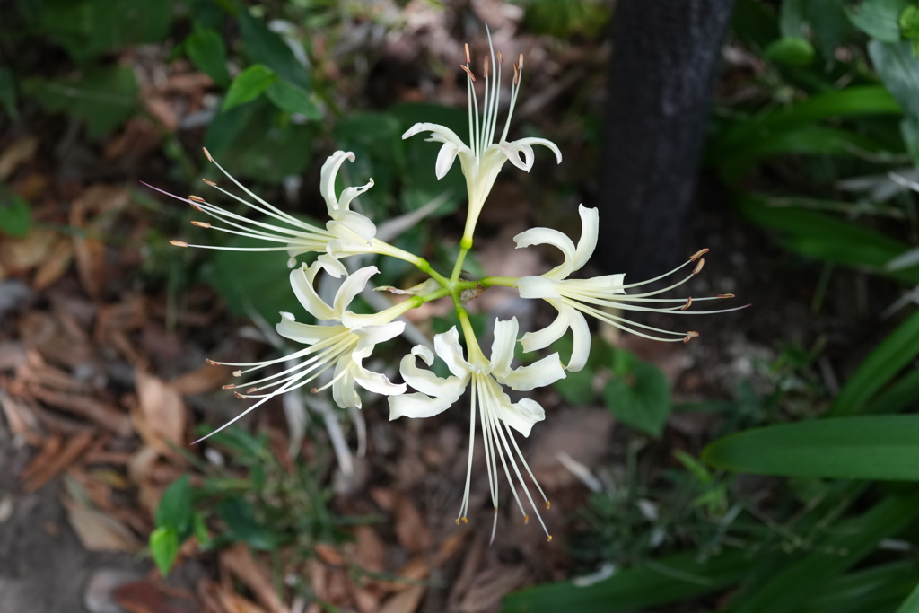 White spider lilies 
