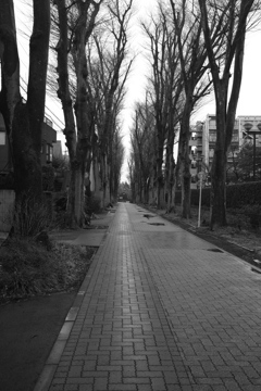 Zelkova trees st. in a rainy day