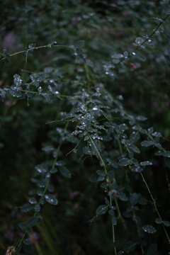 A rainy day 