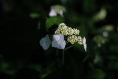 木陰にひっそりとアジサイ咲く