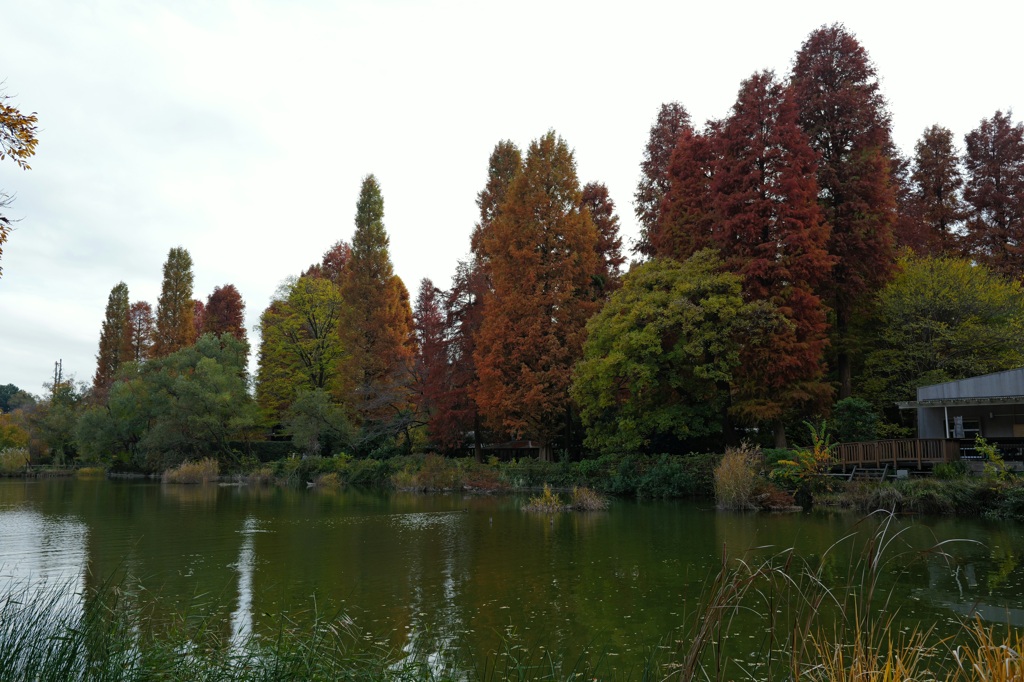 見納めかな今年の紅葉も