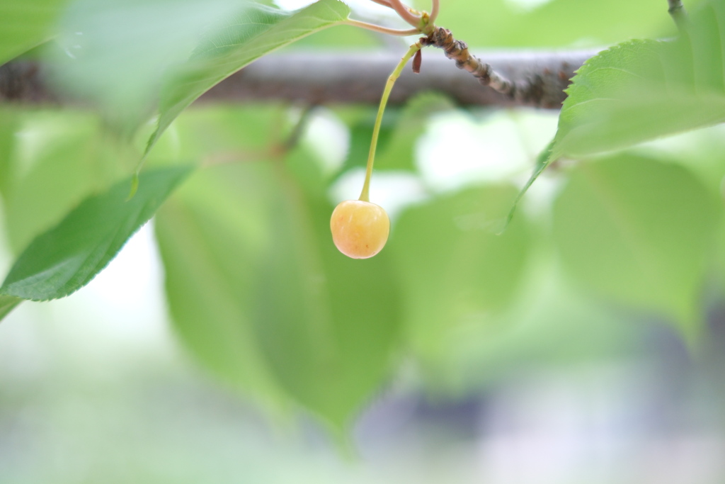 Cherry 