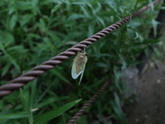 羽化の途中に遭遇