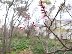 Apricot flowers beginning to bloom 
