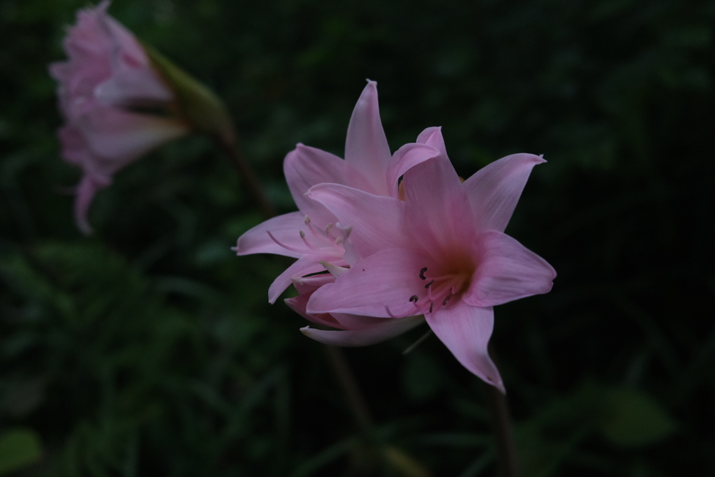 Amaryllis 