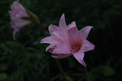 Amaryllis 