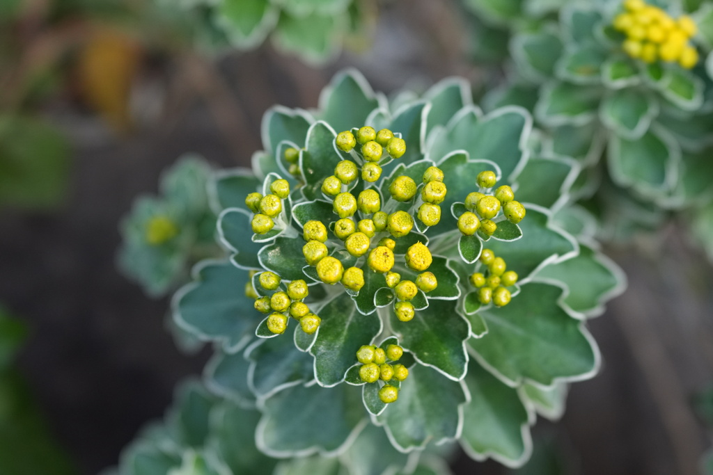 イソギクを見つけました