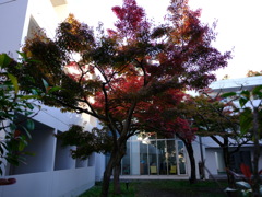 成蹊大学留学生寄宿舎の中庭の紅葉