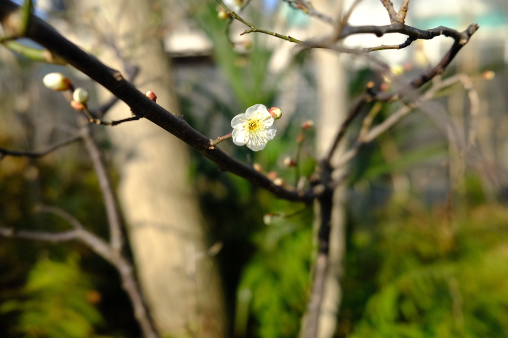 A plum flower blooms 
