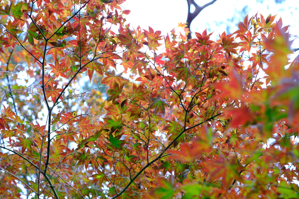 Green to red 