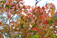 Green to red 