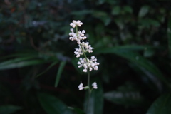 White in the darkness 
