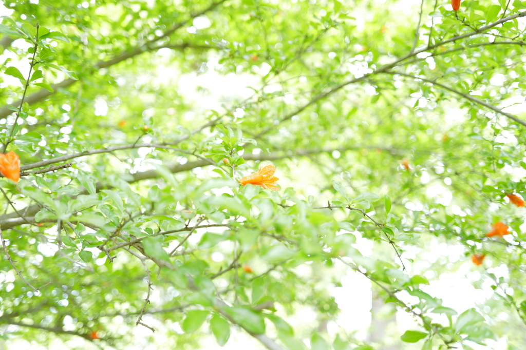 Flowers of pomegranate