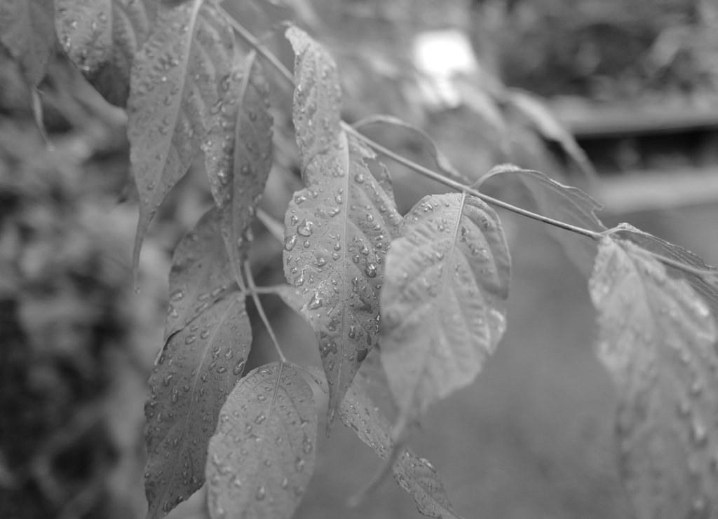 Raindrops 