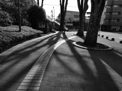 Trees and their shadows 