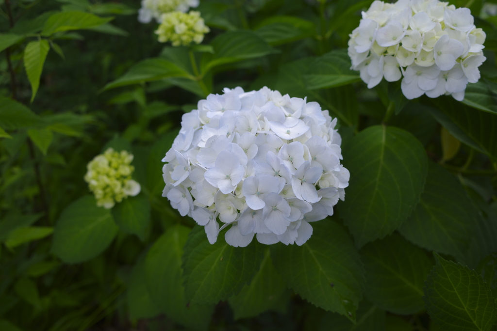 White hydrangea 