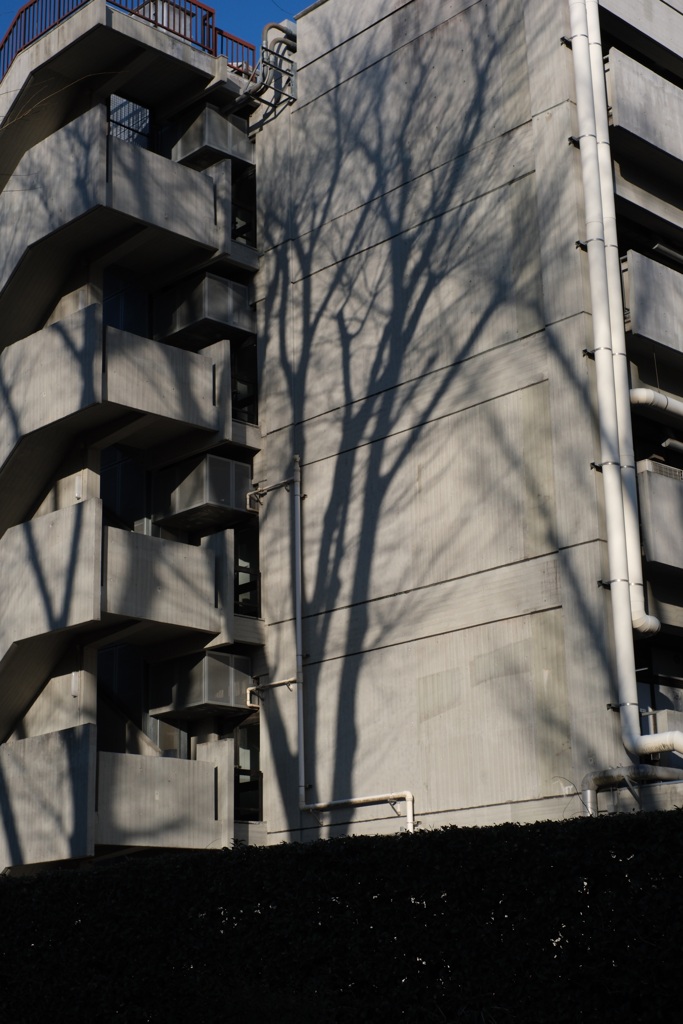 Trees' shadows on the wall