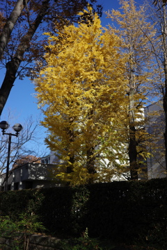 Ginkgo tree near my home 