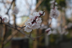 Apricot flowers in full bloom 