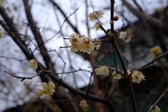Wax plum 