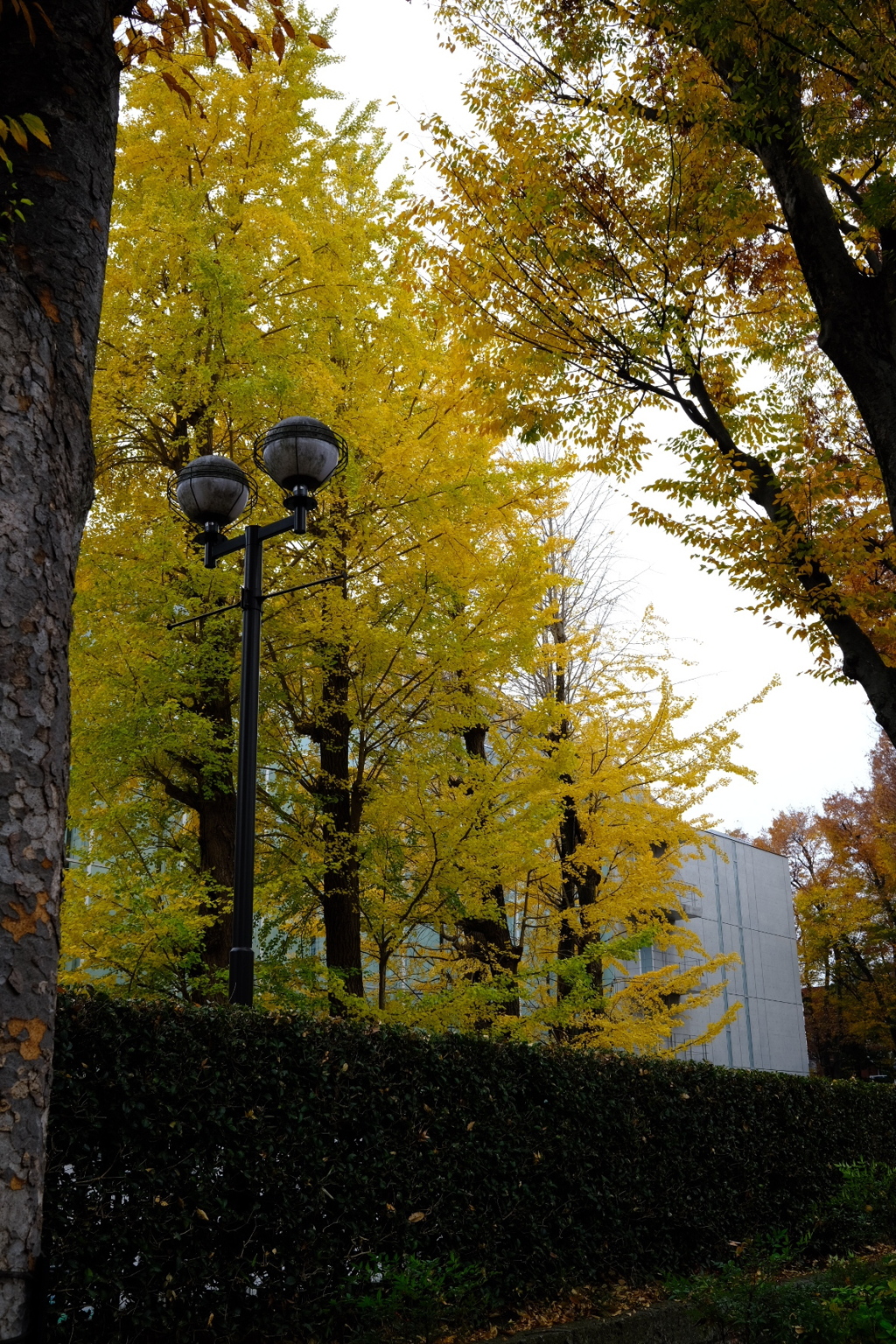 Ginkgo and zelkova trees 