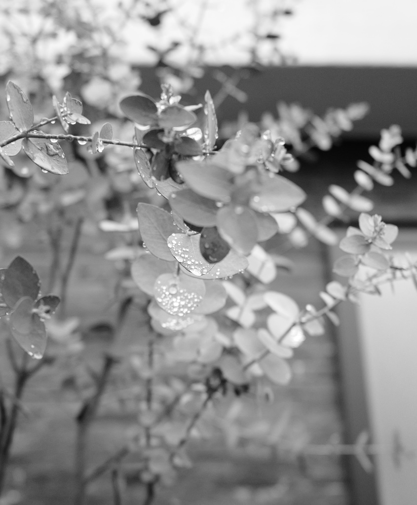 Raindrops on leaves 