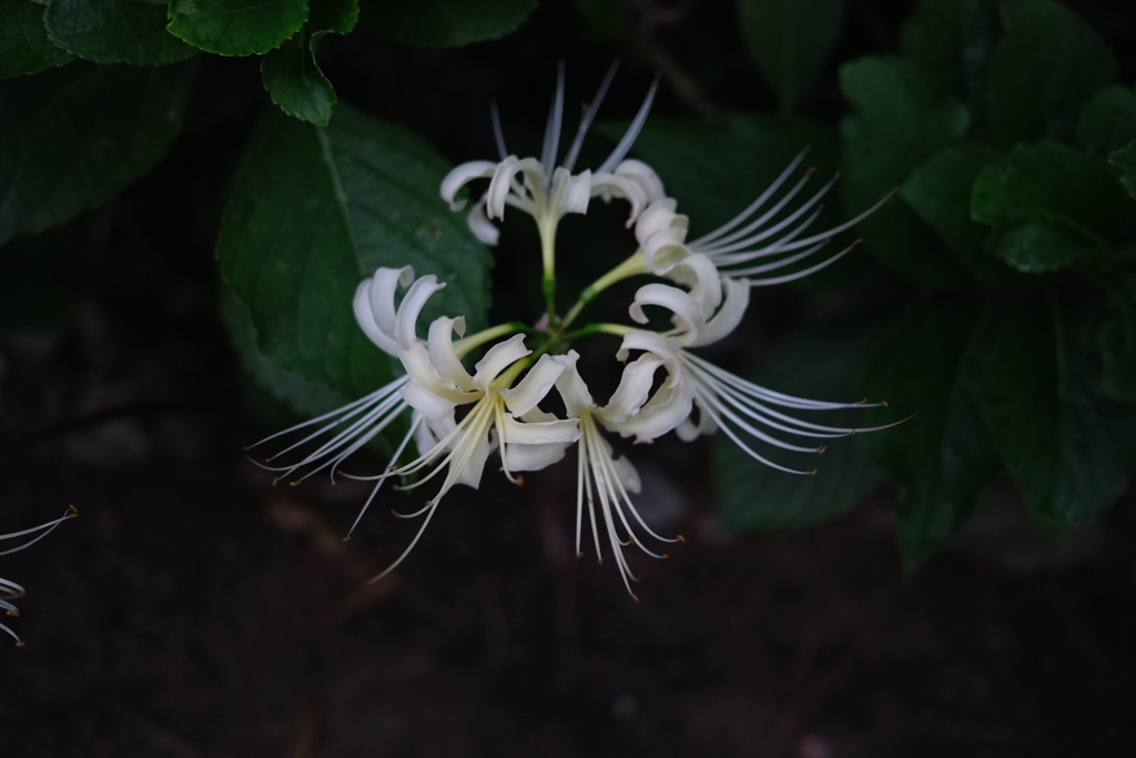 White flowers in the dark