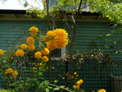 八重ヤマブキも満開に