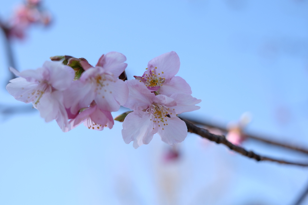 暖かい日が続き河津桜も