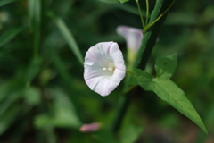 A flower of bellbind