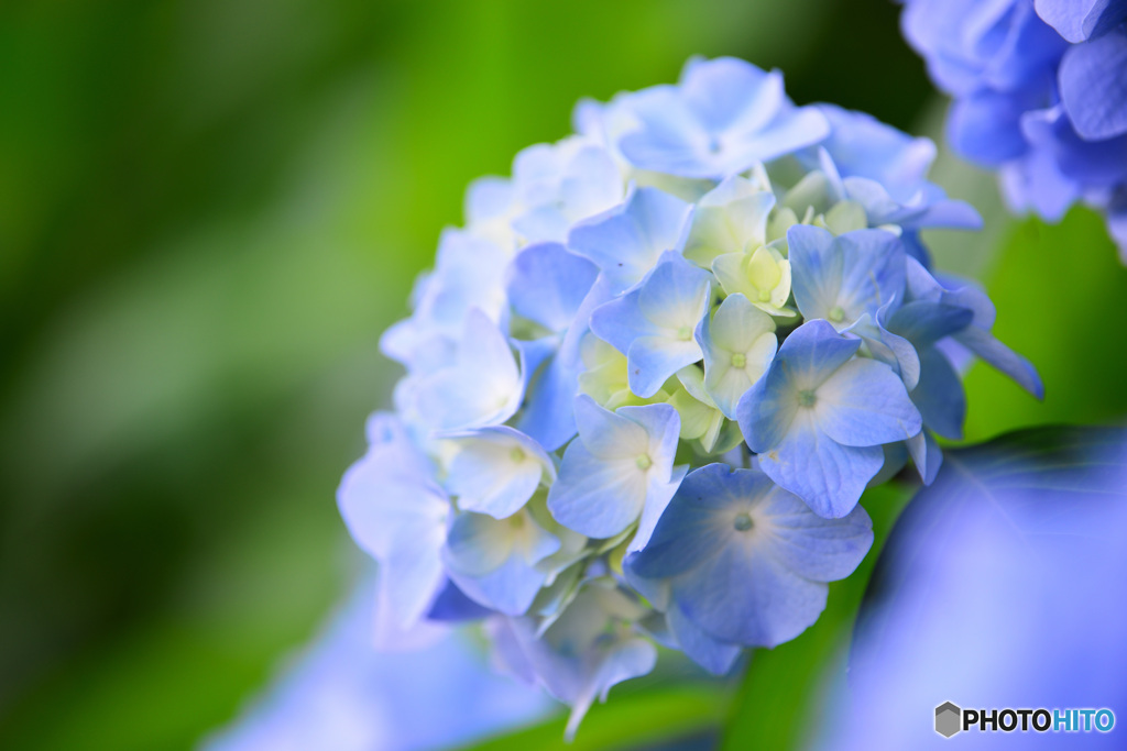 紫陽花