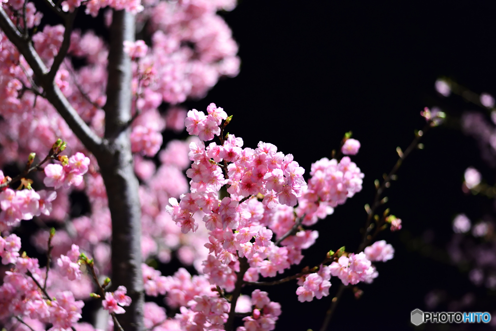 夜桜