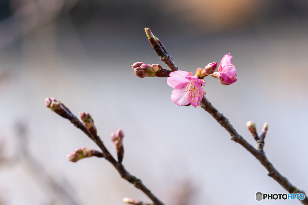 河津桜も咲いた（千葉）