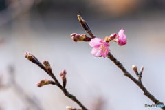 河津桜も咲いた（千葉）
