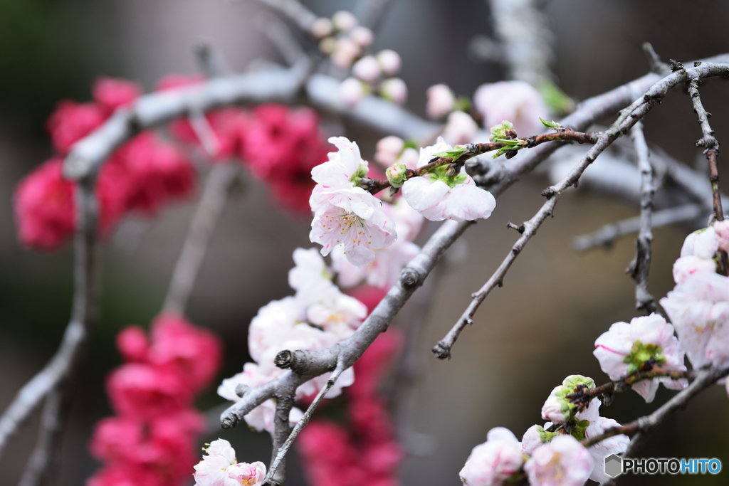 花桃