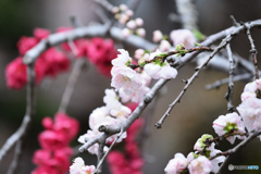 花桃
