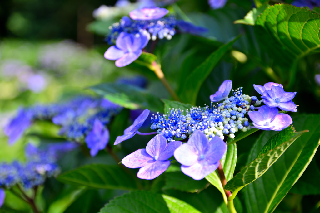 紫陽花
